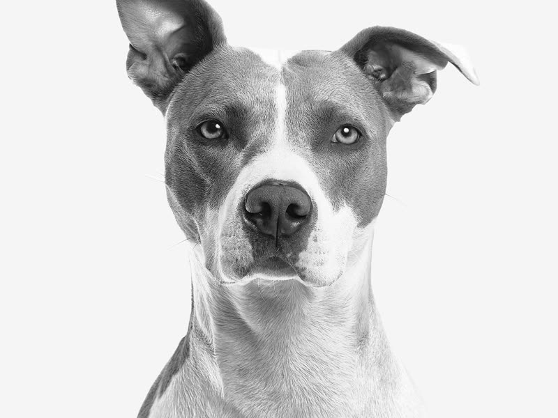 Portrait d'un chien au regard attentif